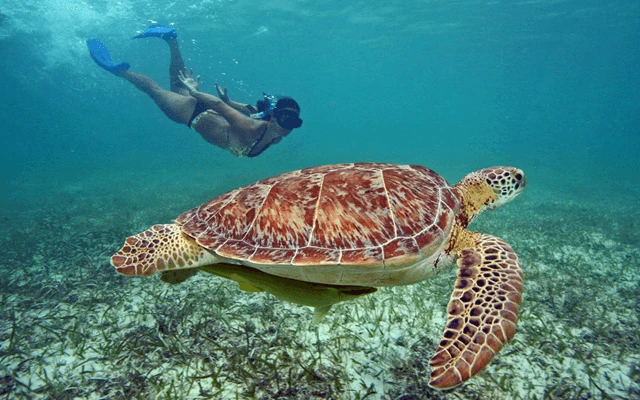 Cancun to Akumal Shuttle